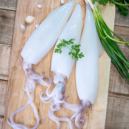 Fresh Squid