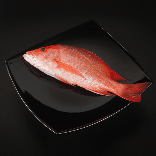 Red Snapper